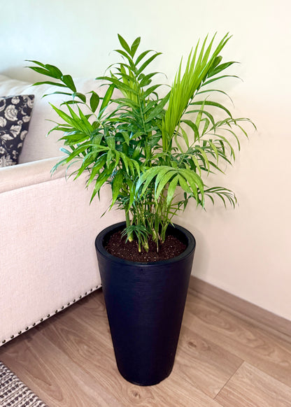Palmera Chamaedorea Elegans L