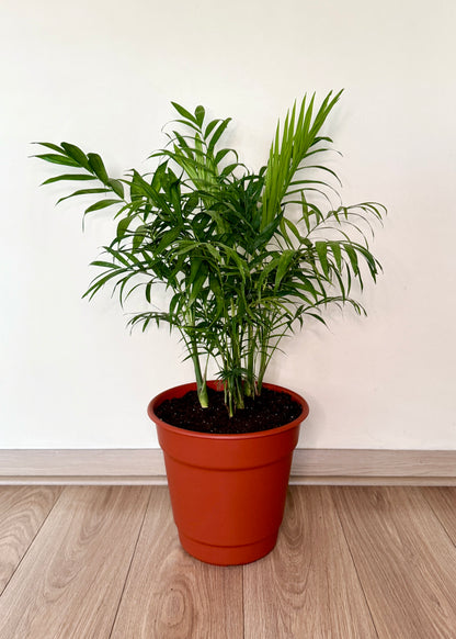 Palmera Chamaedorea Elegans L