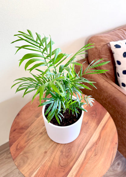 Palmera Chamaedorea Elegans S