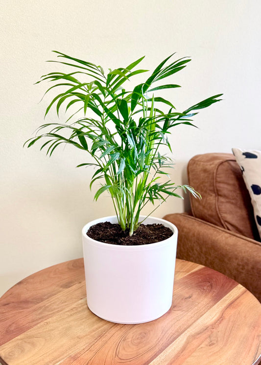 Palmera Chamaedorea Elegans S