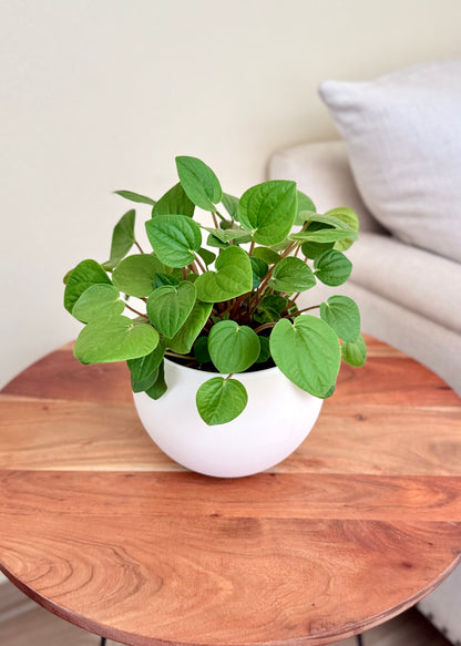 Peperomia Albovittata Rana Verde