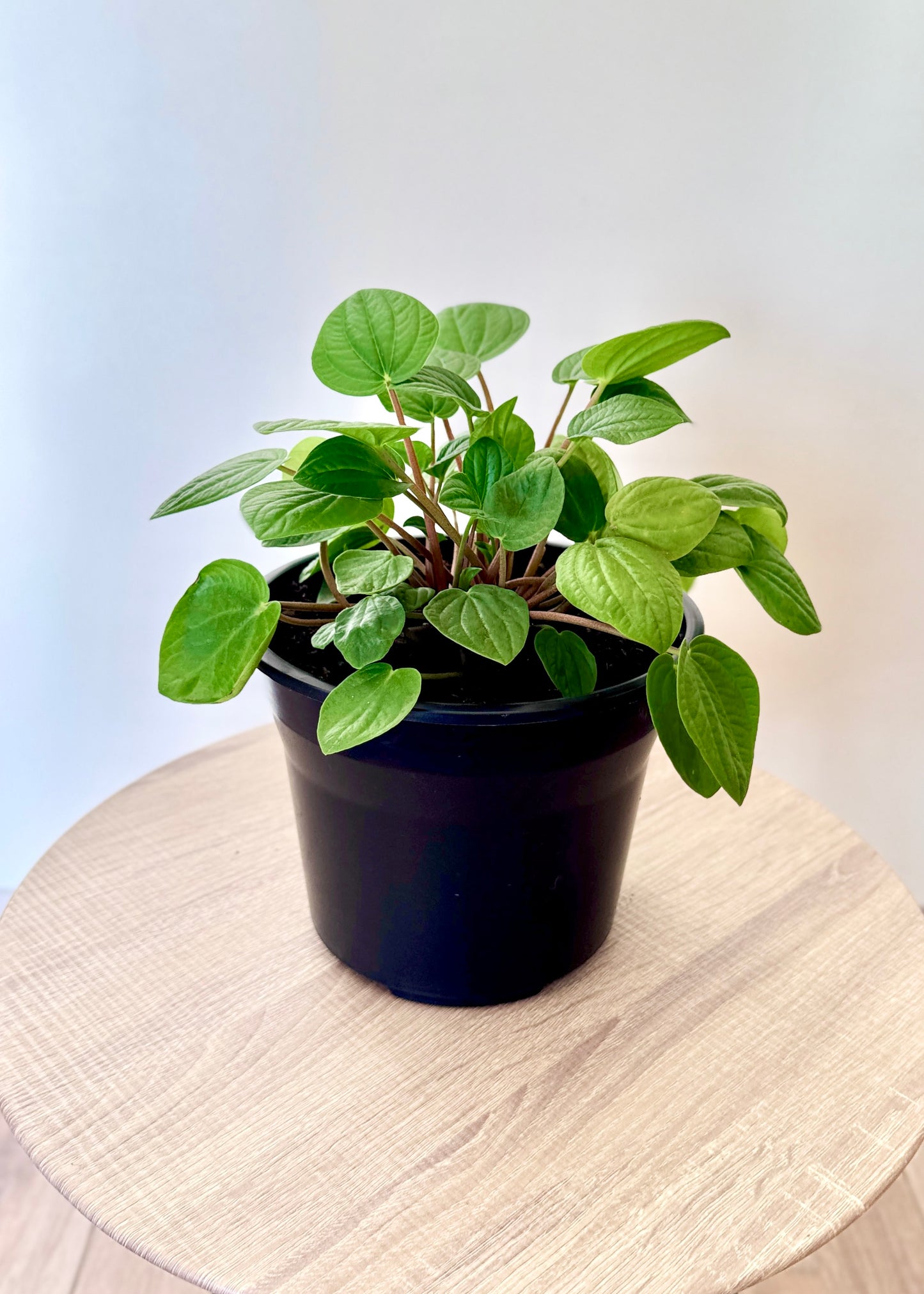 Peperomia Albovittata Rana Verde