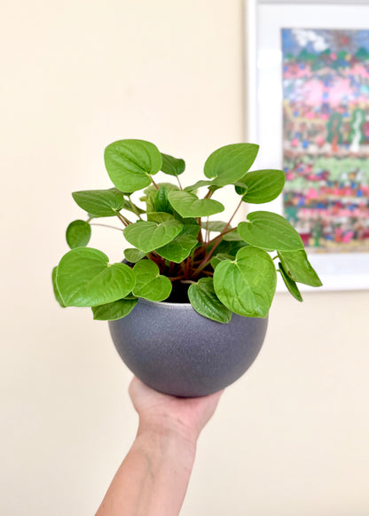 Peperomia Albovittata Rana Verde