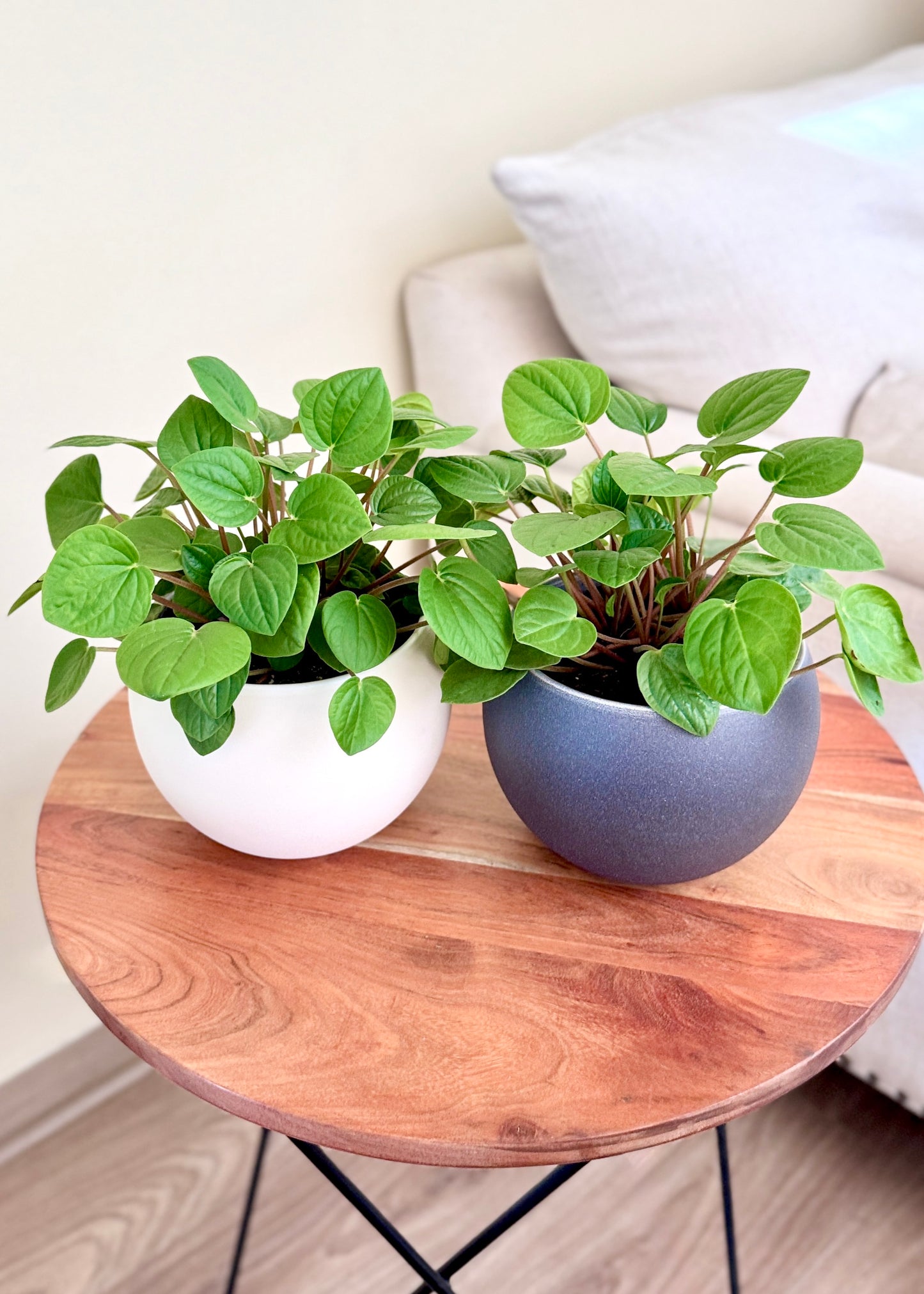 Peperomia Albovittata Rana Verde