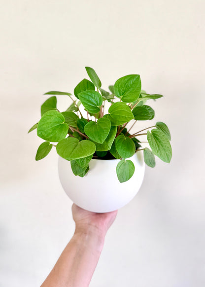 Peperomia Albovittata Rana Verde