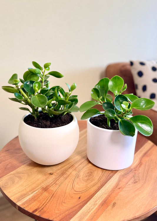 Peperomia Obtusifolia verde