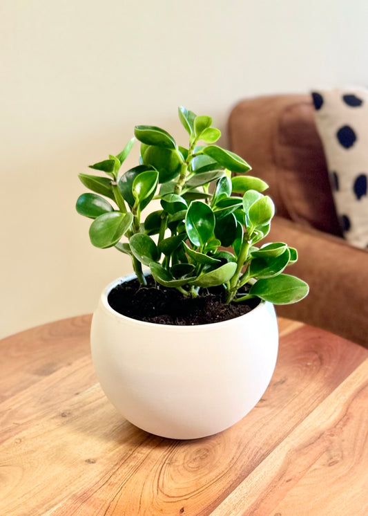 Peperomia Obtusifolia verde