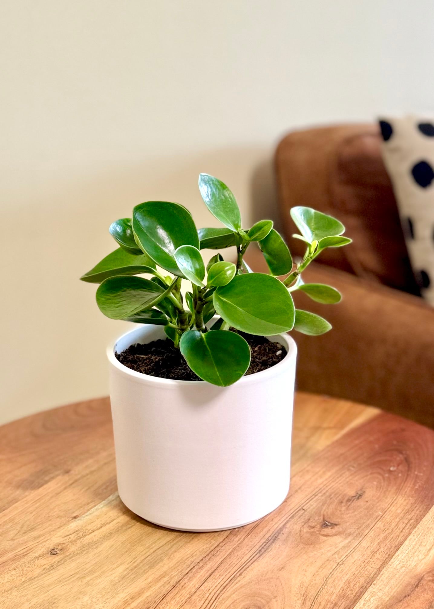 Peperomia Obtusifolia verde