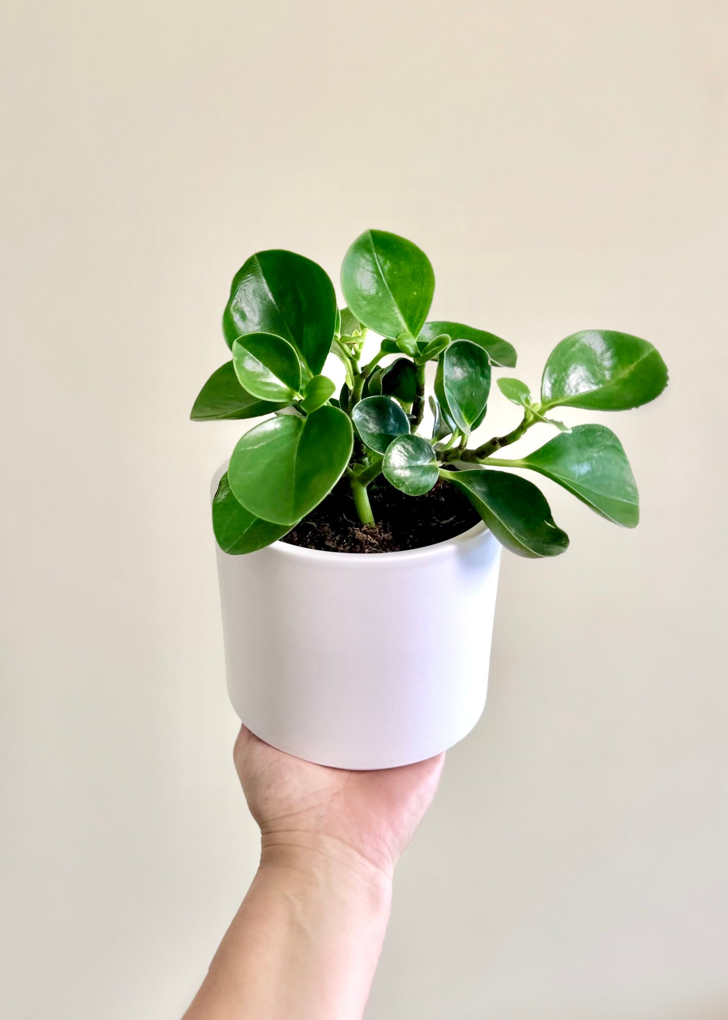 Peperomia Obtusifolia verde