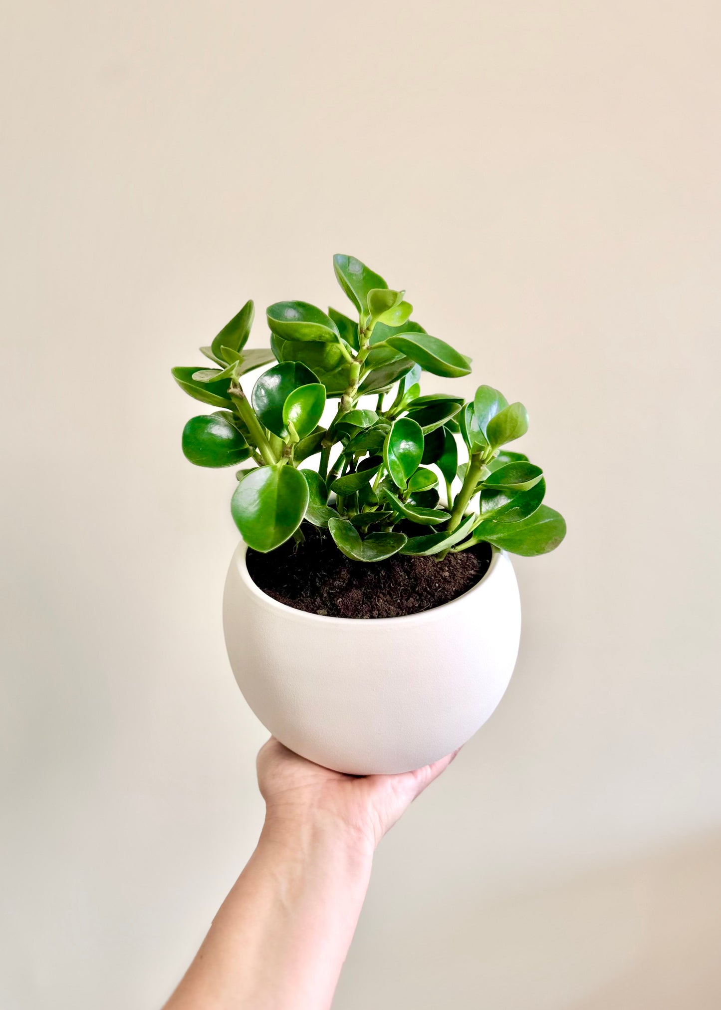 Peperomia Obtusifolia verde