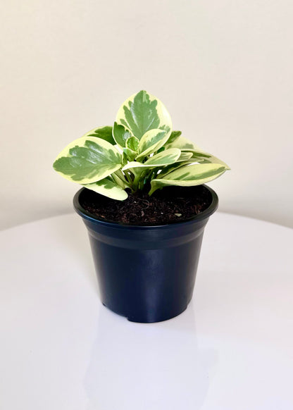Peperomia Obtusifolia variegada
