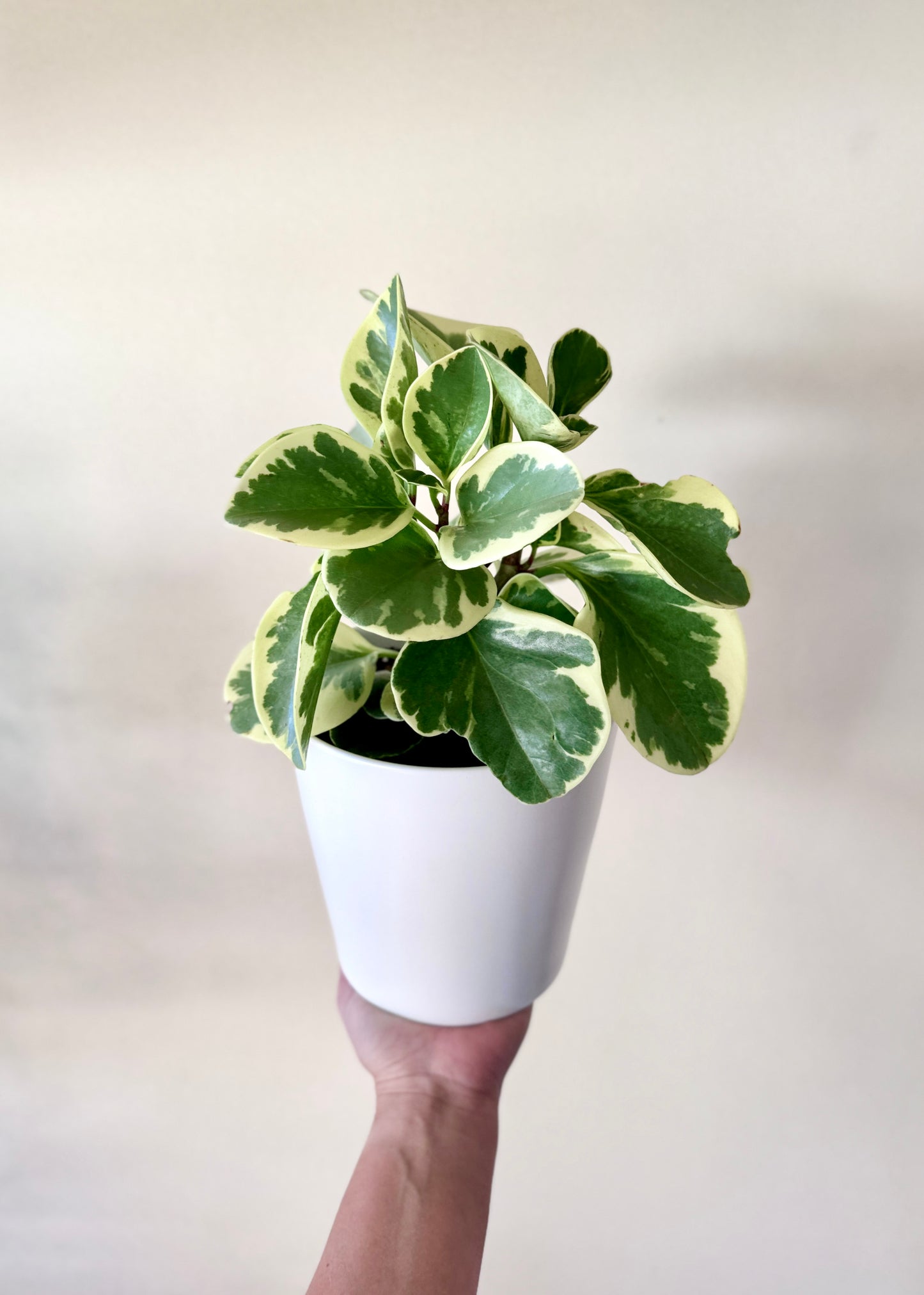Peperomia Obtusifolia variegada