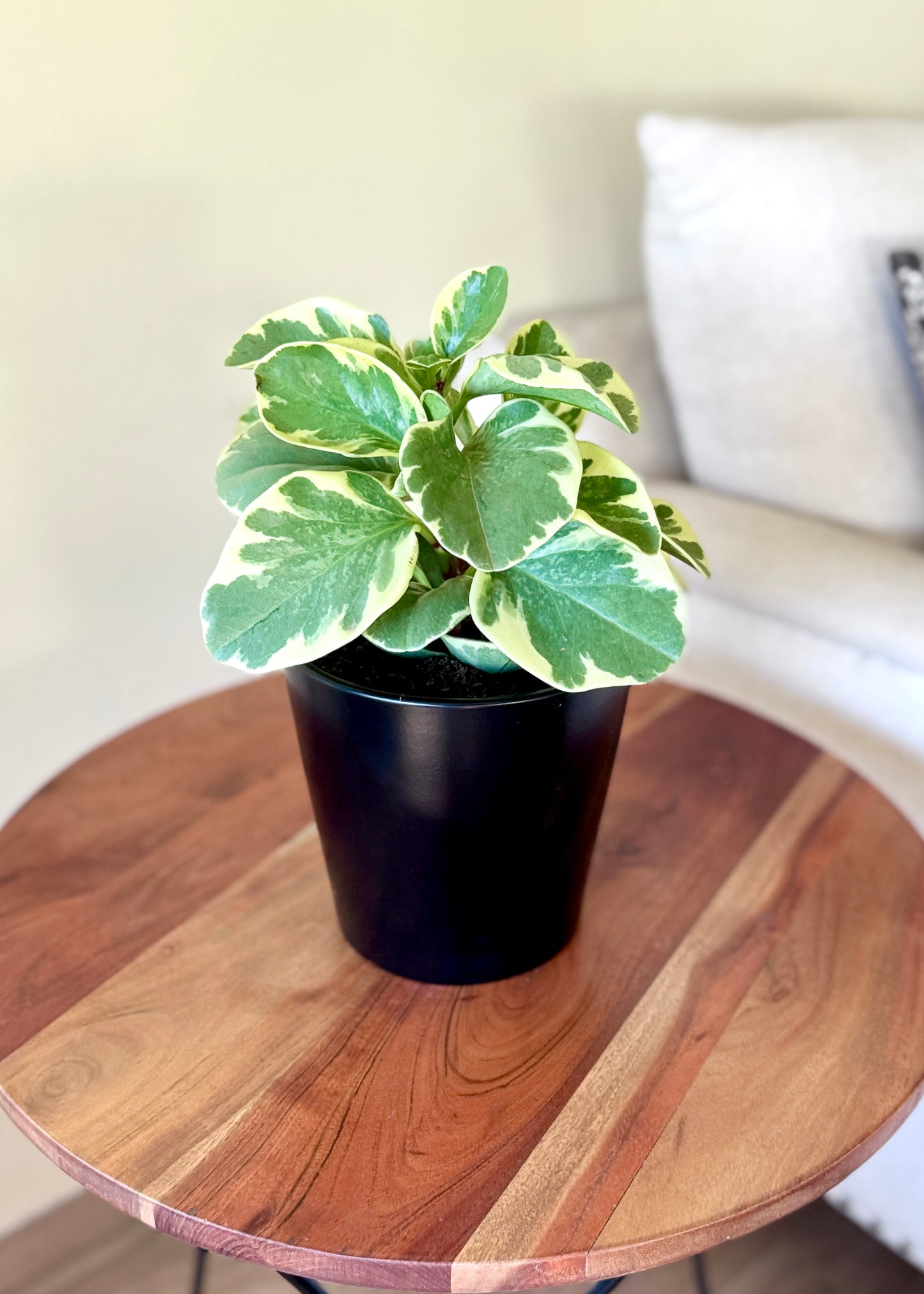 Peperomia Obtusifolia variegada