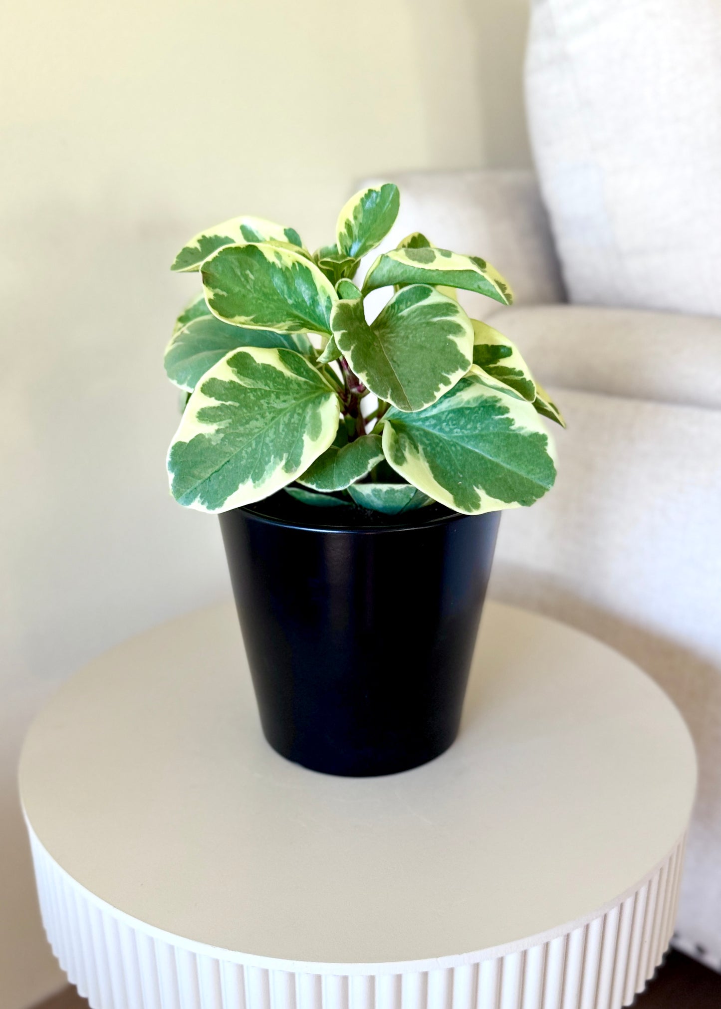 Peperomia Obtusifolia variegada