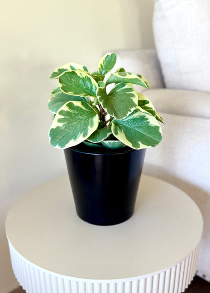 Peperomia Obtusifolia variegada