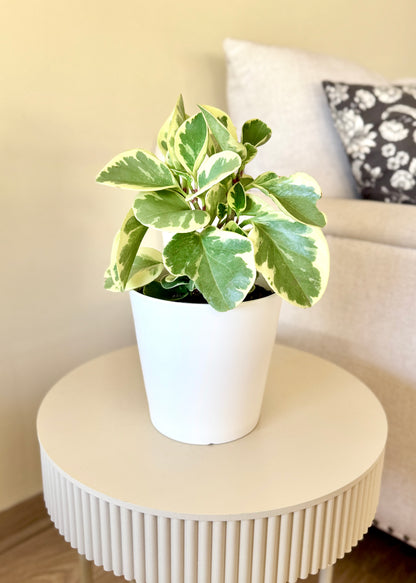 Peperomia Obtusifolia variegada