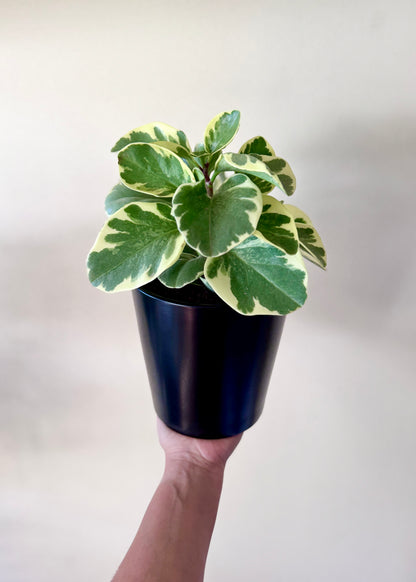 Peperomia Obtusifolia variegada
