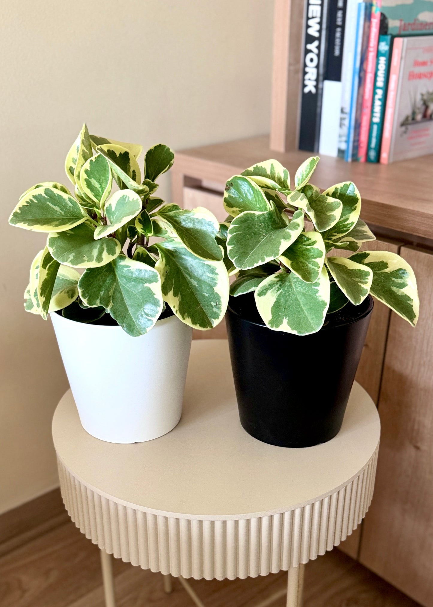 Peperomia Obtusifolia variegada