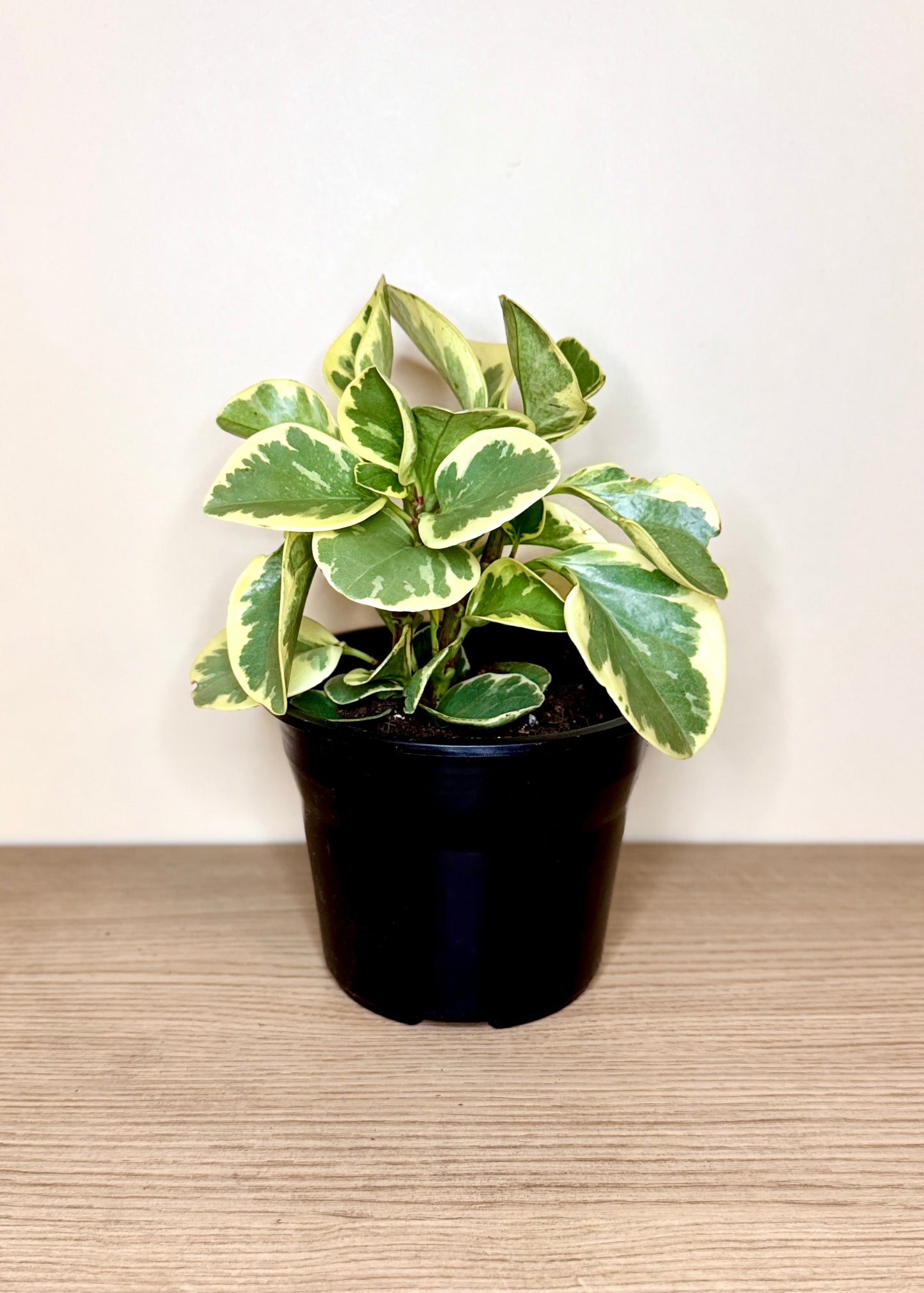Peperomia Obtusifolia variegada