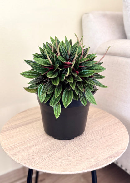 Peperomia Rosso