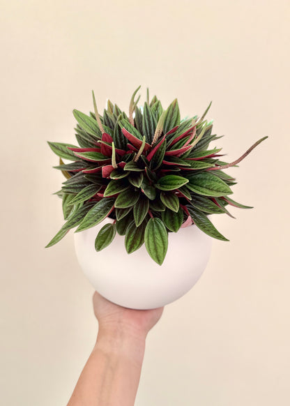 Peperomia Rosso