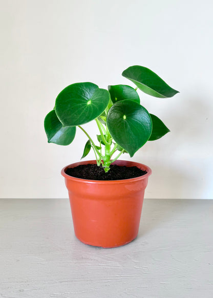 Peperomia Cucharita macetero acanalado