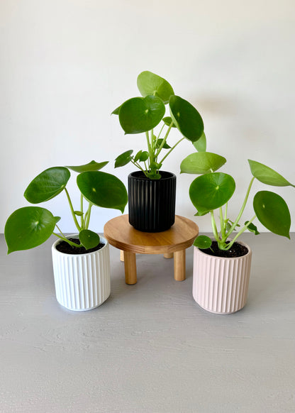 Peperomia Cucharita macetero acanalado