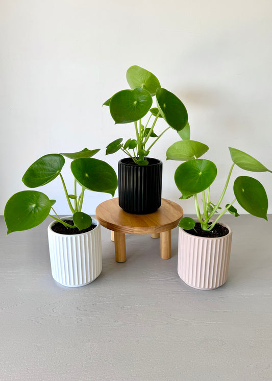 Peperomia Cucharita Macetero Acanalado
