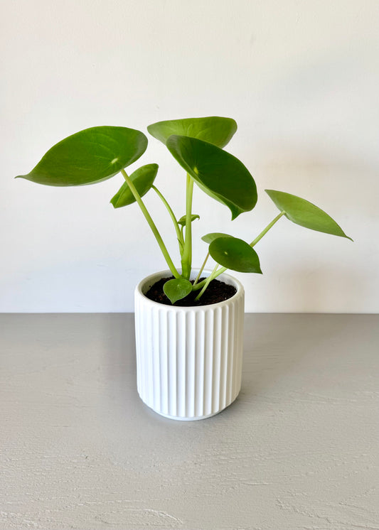 Peperomia Cucharita Macetero Acanalado