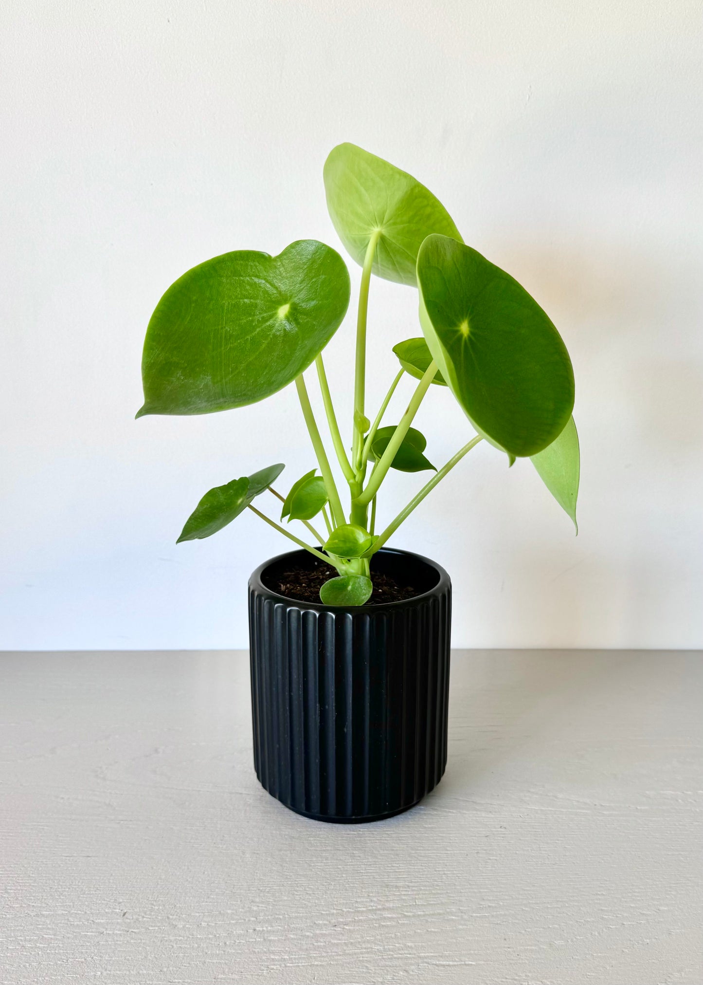 Peperomia Cucharita macetero acanalado