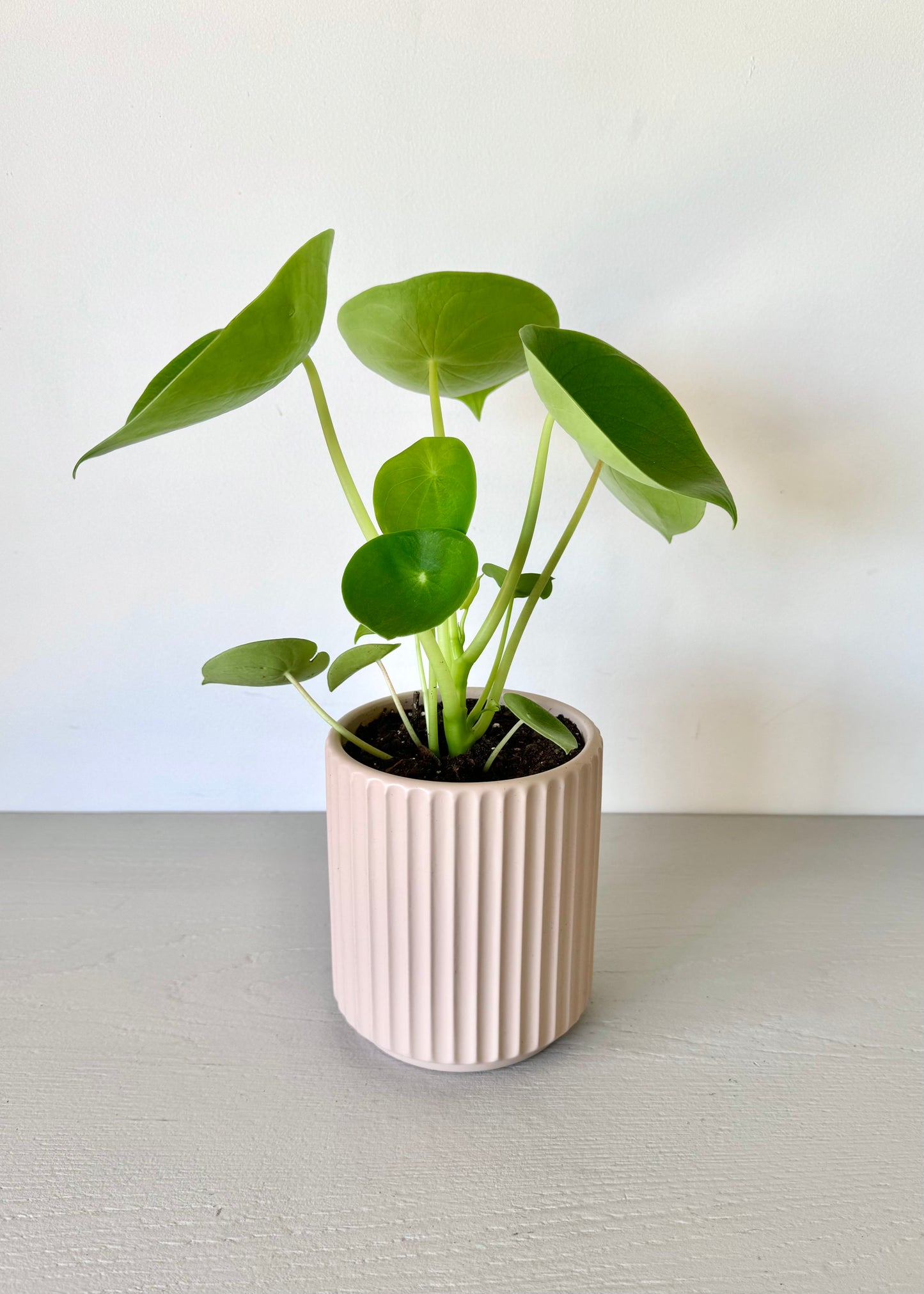 Peperomia Cucharita macetero acanalado