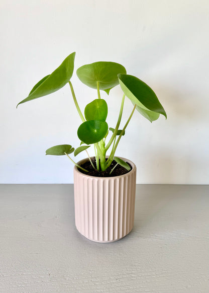 Peperomia Cucharita macetero acanalado