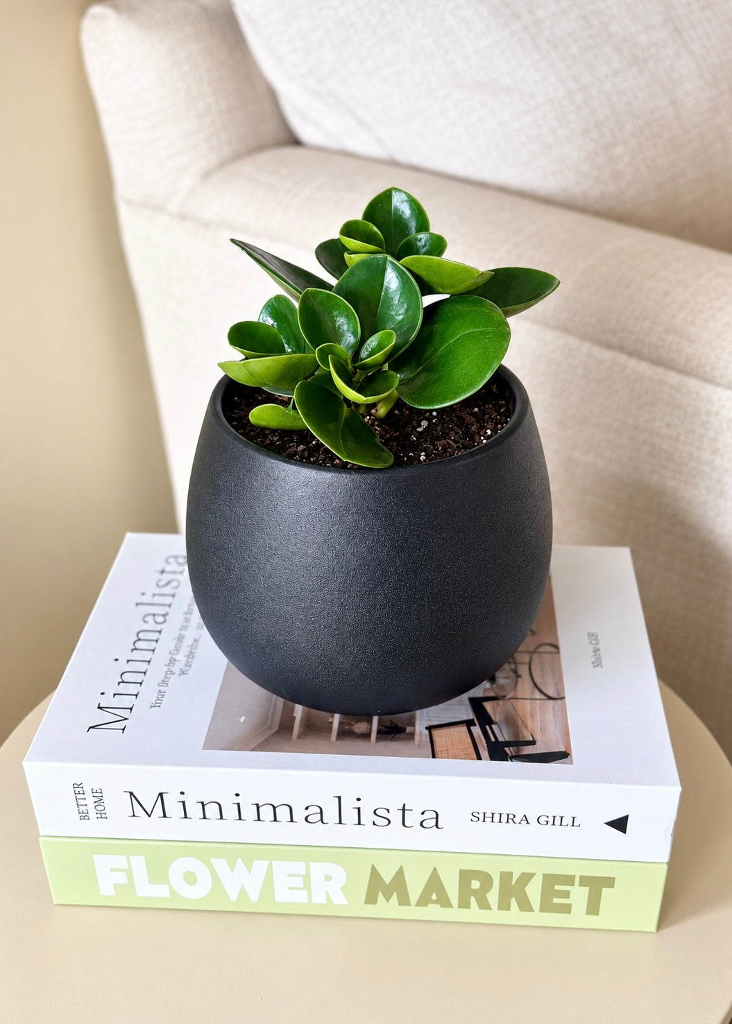 Peperomia Obtusifolia esfera