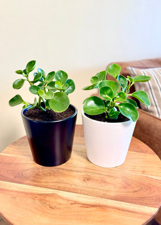 Peperomia Obtusifolia