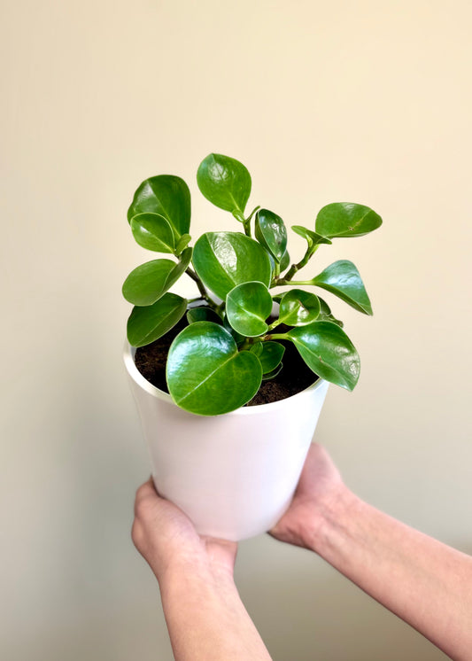 Peperomia Obtusifolia