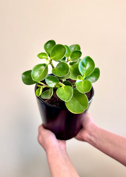 Peperomia Obtusifolia