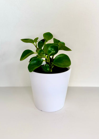 Peperomia Obtusifolia