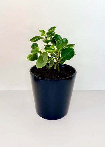 Peperomia Obtusifolia