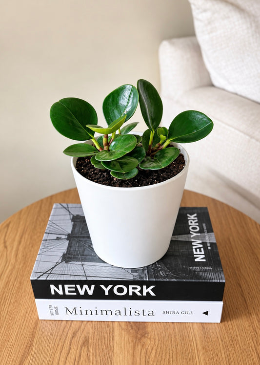 Peperomia Obtusifolia Verde