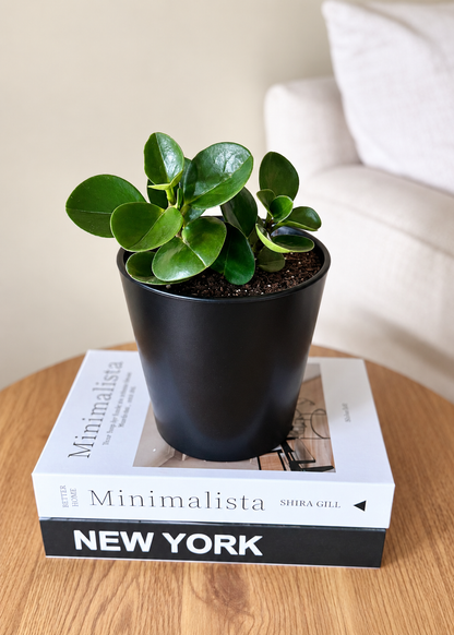 Peperomia Obtusifolia Verde – Cónico Negro