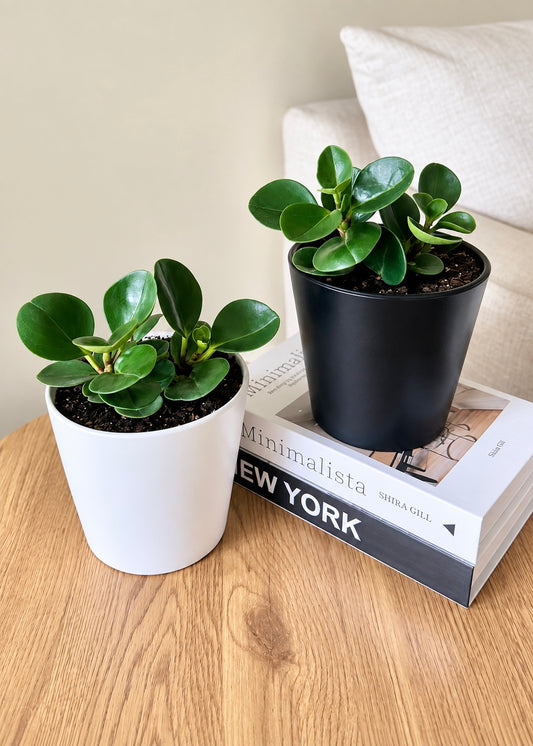 Peperomia Obtusifolia Verde