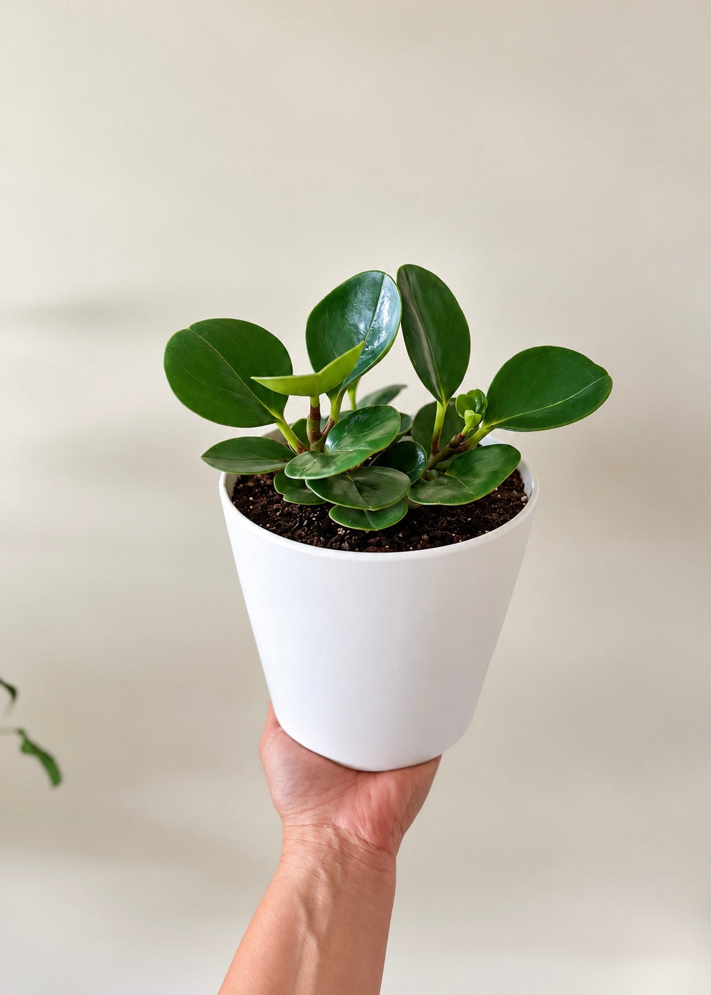 Peperomia Obtusifolia Verde – imagen 4