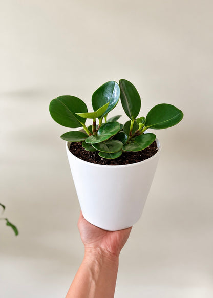 Peperomia Obtusifolia Verde – imagen 4