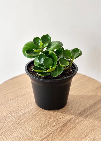 Peperomia Obtusifolia Verde – Plástico del vivero