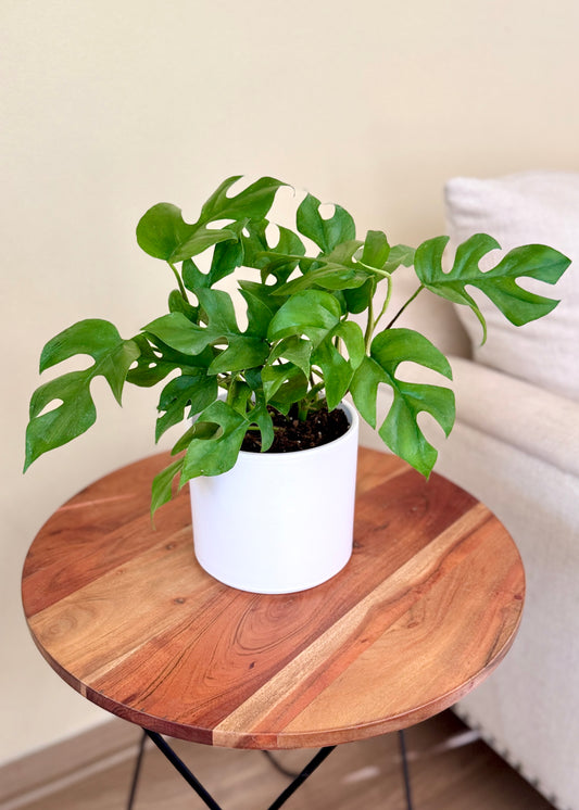 Raphidophora Tetrasperma (Mini Monstera)