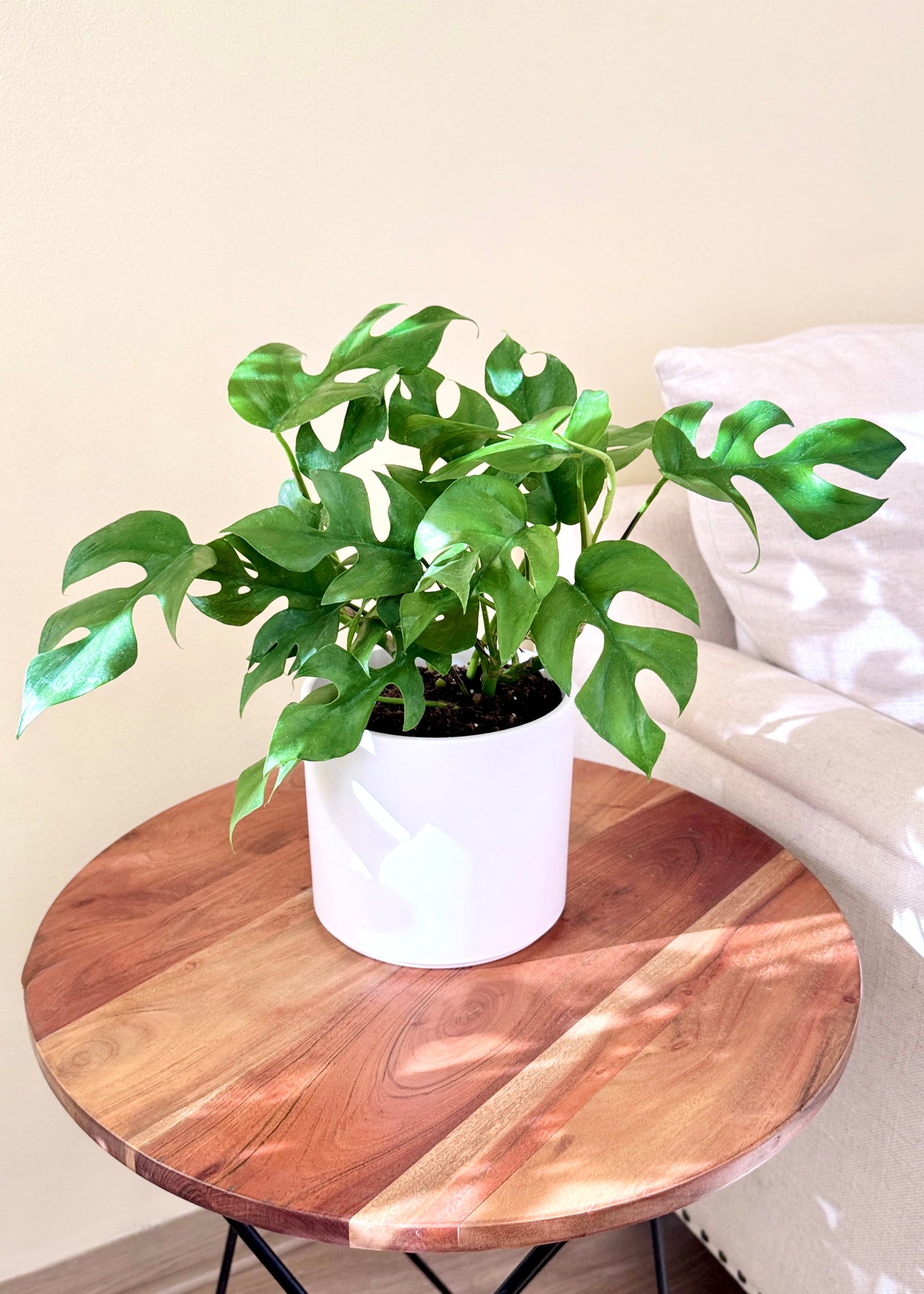 Raphidophora Tetrasperma (Mini Monstera)