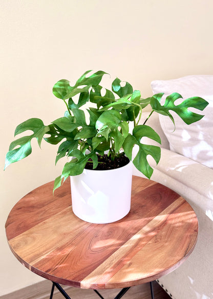 Raphidophora Tetrasperma (Mini Monstera)