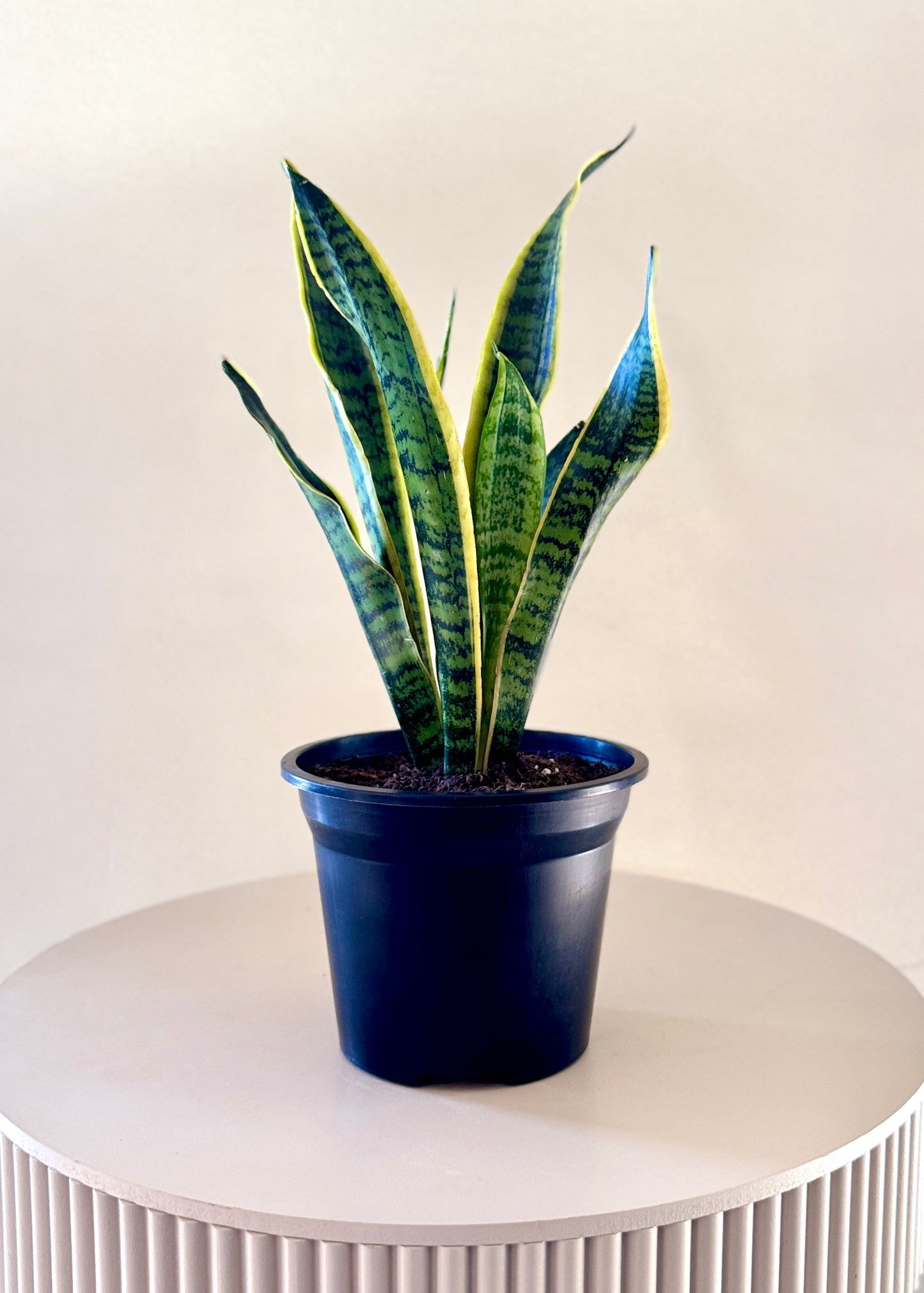 Sansevieria Laurentii S  (lengua de suegra)