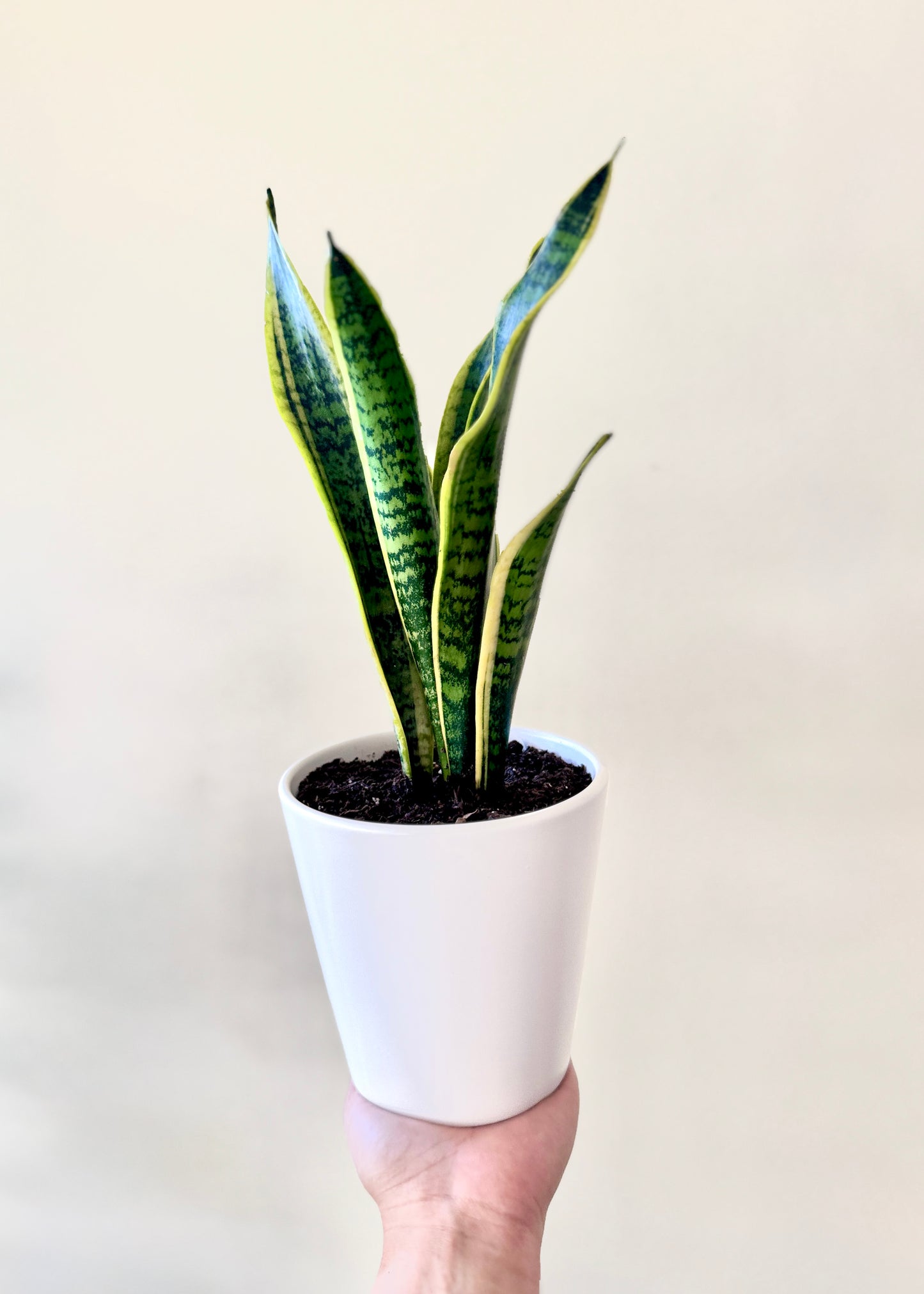 Sansevieria Laurentii S  (lengua de suegra)