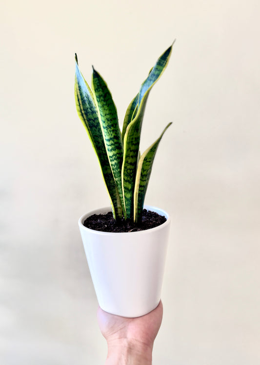 Sansevieria Laurentii S  (lengua de suegra)